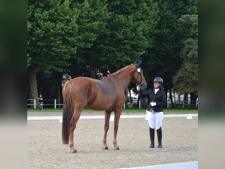 Niemiecki koń sportowy Klacz 4 lat 175 cm Kasztanowata in Buchholz (Westerwald)