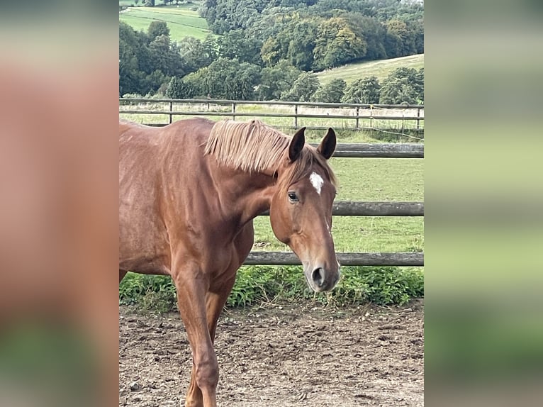 Niemiecki koń sportowy Klacz 4 lat 175 cm Kasztanowata in Buchholz (Westerwald)