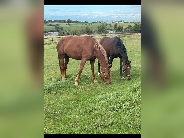 Niemiecki koń sportowy Klacz 4 lat 175 cm Kasztanowata in Buchholz (Westerwald)
