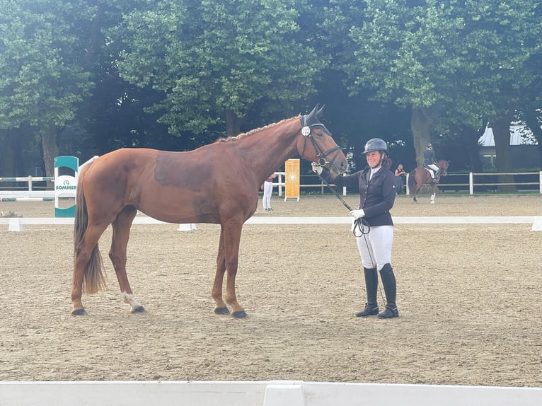 Niemiecki koń sportowy Klacz 4 lat 175 cm Kasztanowata in Buchholz (Westerwald)