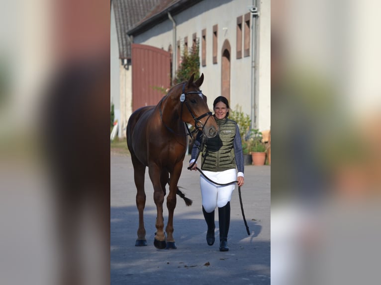 Niemiecki koń sportowy Klacz 4 lat 175 cm Kasztanowata in Buchholz (Westerwald)