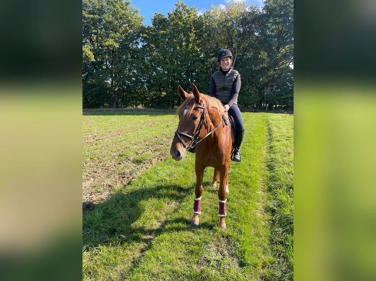 Niemiecki koń sportowy Klacz 4 lat 175 cm Kasztanowata in Buchholz (Westerwald)