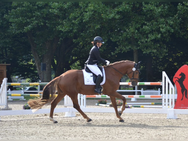 Niemiecki koń sportowy Klacz 4 lat 175 cm Kasztanowata in Buchholz (Westerwald)