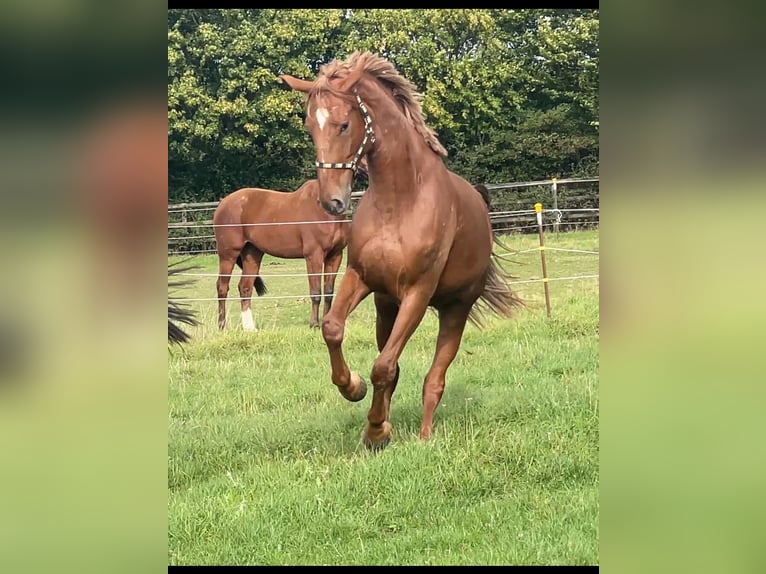 Niemiecki koń sportowy Klacz 4 lat 175 cm Kasztanowata in Buchholz (Westerwald)