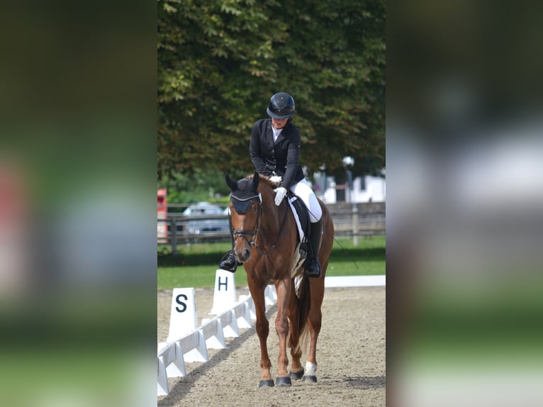 Niemiecki koń sportowy Klacz 4 lat 175 cm Kasztanowata in Buchholz (Westerwald)