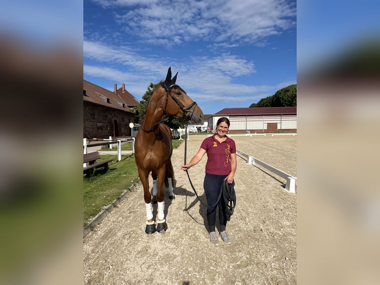Niemiecki koń sportowy Klacz 4 lat 175 cm Kasztanowata in Buchholz (Westerwald)