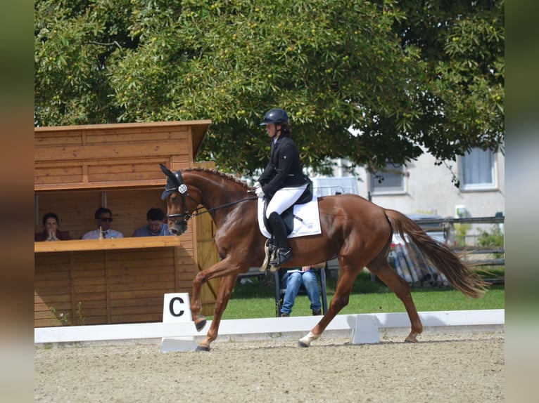 Niemiecki koń sportowy Klacz 4 lat 175 cm Kasztanowata in Buchholz (Westerwald)