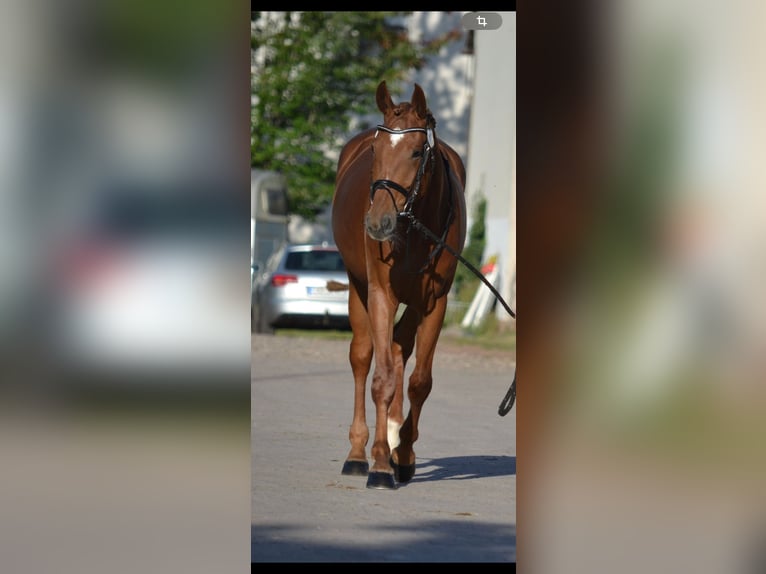 Niemiecki koń sportowy Klacz 4 lat 175 cm Kasztanowata in Buchholz (Westerwald)