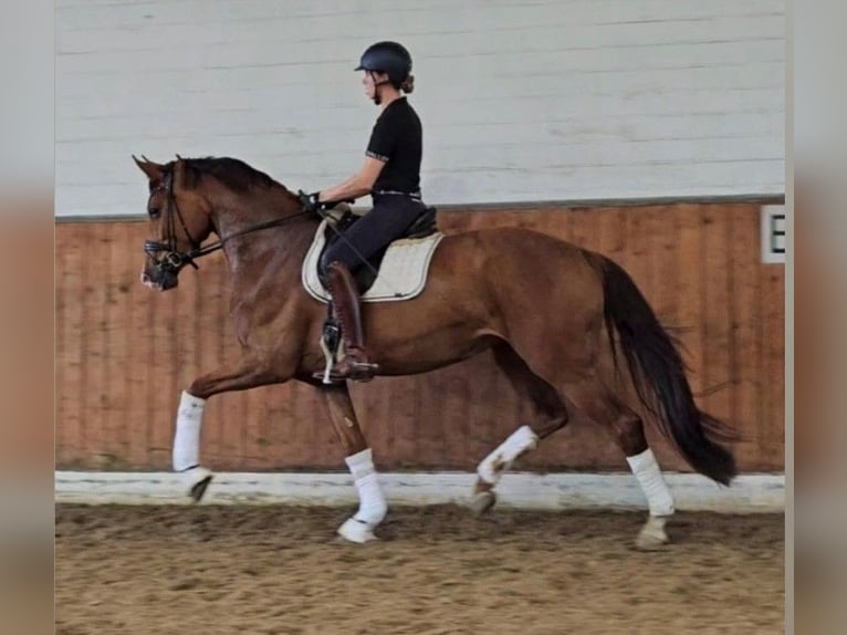 Niemiecki koń sportowy Klacz 4 lat 175 cm Kasztanowata in Lippetal