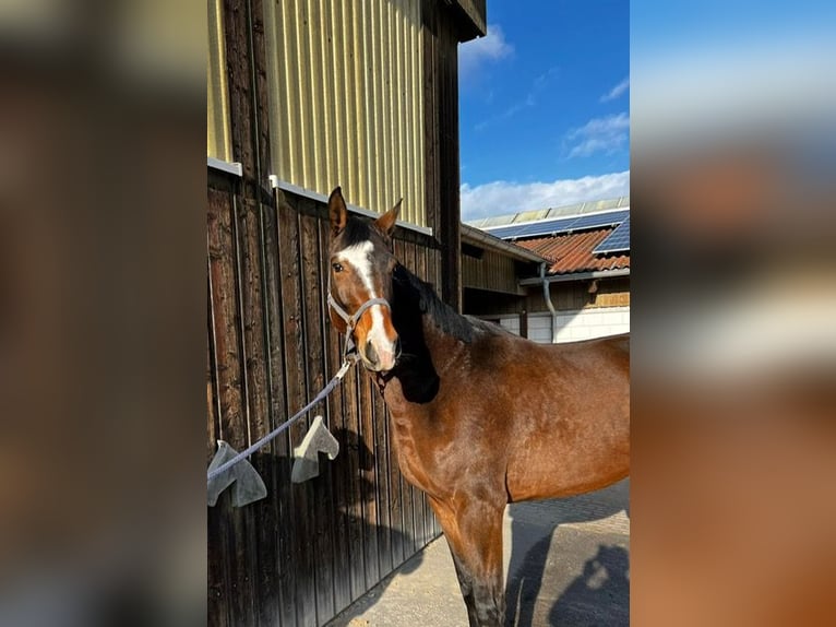 Niemiecki koń sportowy Klacz 4 lat 176 cm Gniada in Drackenstein