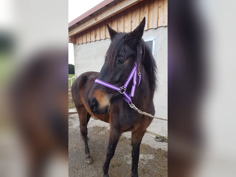 Niemiecki koń sportowy Klacz 4 lat Ciemnogniada in Haldenwang