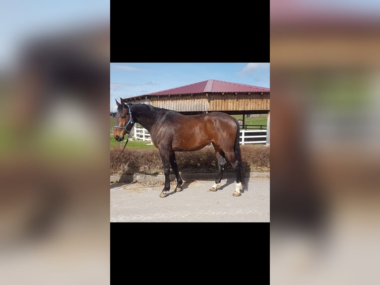 Niemiecki koń sportowy Klacz 4 lat Ciemnogniada in Haldenwang