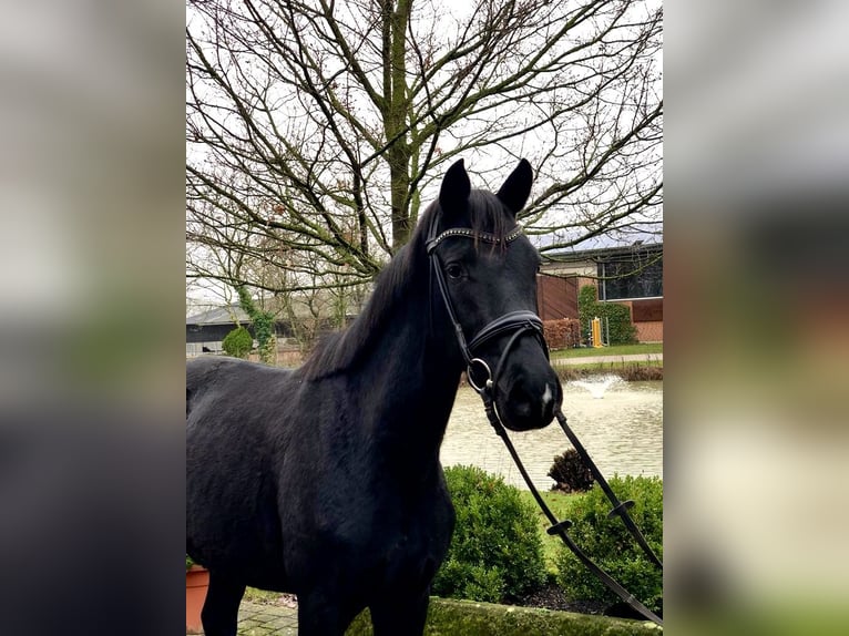 Niemiecki koń sportowy Klacz 4 lat Ciemnogniada in Altenberge