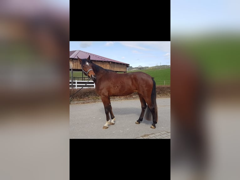 Niemiecki koń sportowy Klacz 4 lat Gniada in Haldenwang