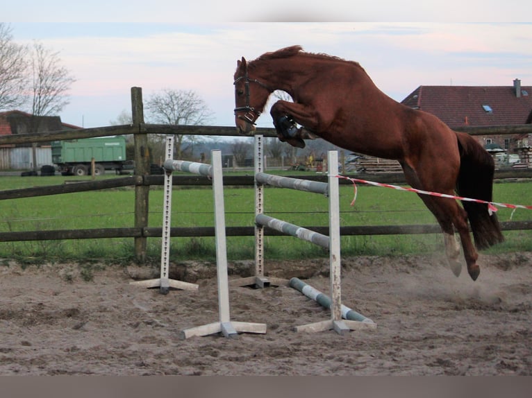Niemiecki koń sportowy Klacz 5 lat 154 cm Kasztanowata in Langlingen