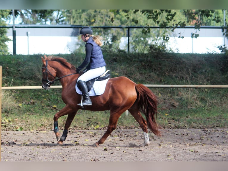 Niemiecki koń sportowy Klacz 5 lat 154 cm Kasztanowata in Langlingen