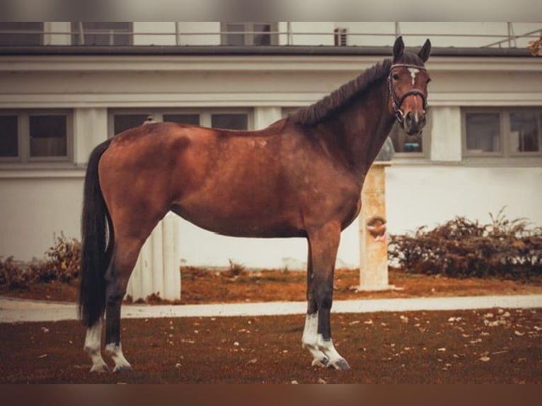 Niemiecki koń sportowy Klacz 5 lat 155 cm Gniada in Balatonfüred