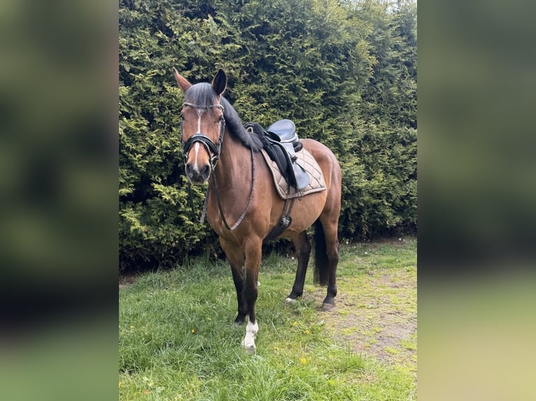 Niemiecki koń sportowy Klacz 5 lat 158 cm Gniada in Todesfelde