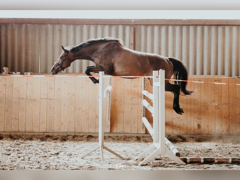 Niemiecki koń sportowy Klacz 5 lat 160 cm Ciemnogniada in Oberkrämer