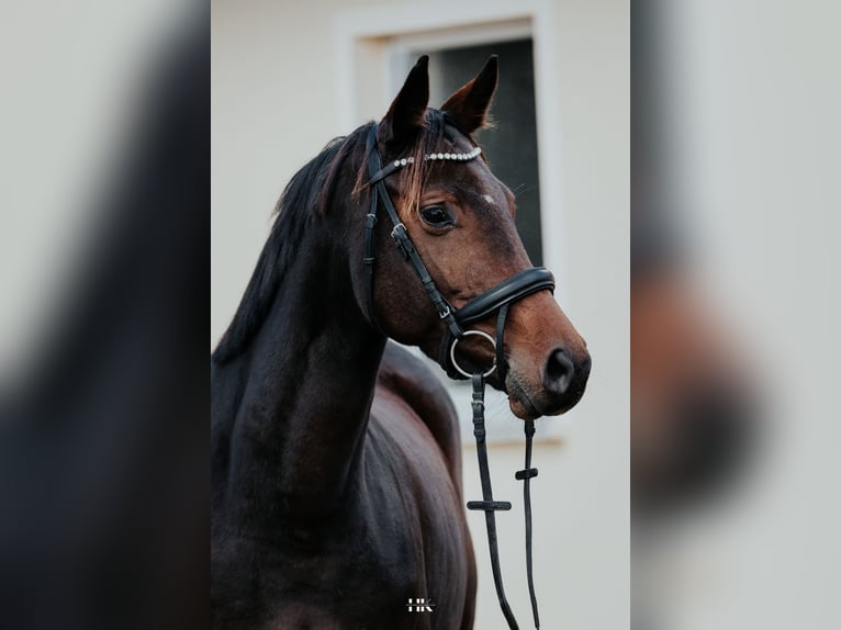 Niemiecki koń sportowy Klacz 5 lat 160 cm Ciemnogniada in Oberkrämer