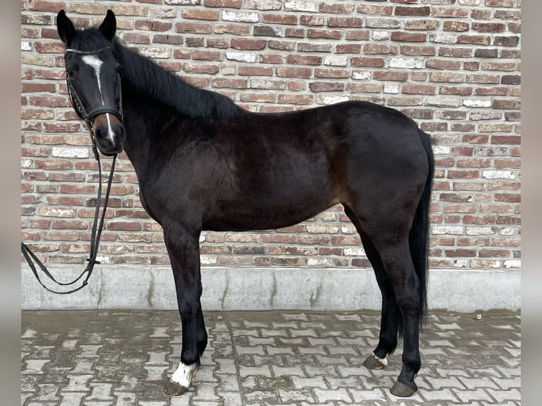 Niemiecki koń sportowy Klacz 5 lat 160 cm Kara in Grevenbroich