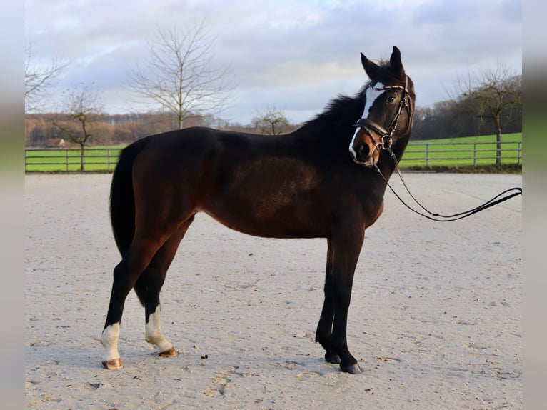 Niemiecki koń sportowy Klacz 5 lat 162 cm Gniada in Osnabrück
