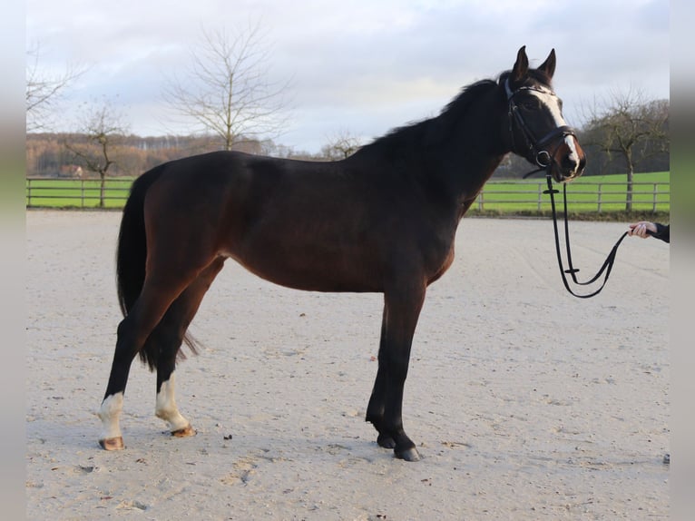 Niemiecki koń sportowy Klacz 5 lat 162 cm Gniada in Osnabrück