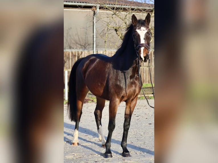 Niemiecki koń sportowy Klacz 5 lat 162 cm Gniada in Osnabrück