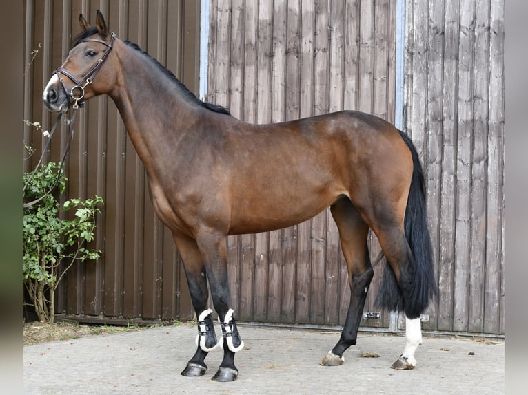 Niemiecki koń sportowy Klacz 5 lat 162 cm Gniada in Geilenkirchen