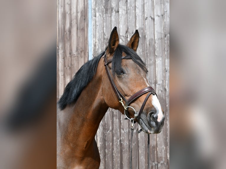 Niemiecki koń sportowy Klacz 5 lat 162 cm Gniada in Geilenkirchen