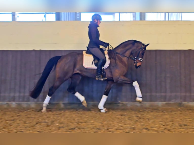 Niemiecki koń sportowy Klacz 5 lat 162 cm Gniada in Kamern