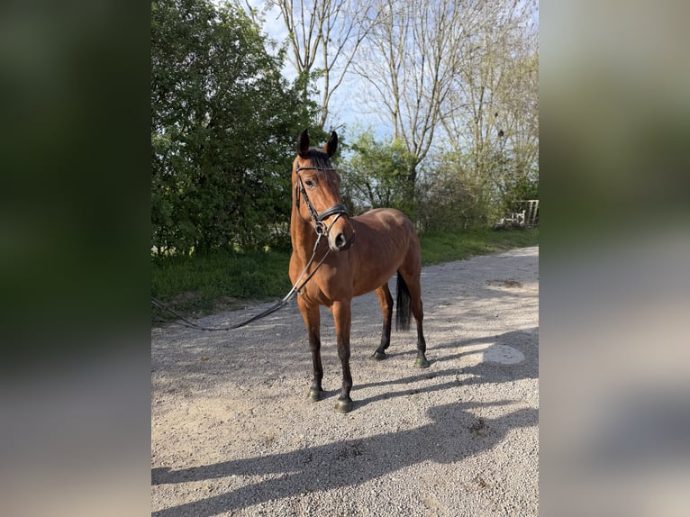 Niemiecki koń sportowy Klacz 5 lat 163 cm Gniada in Grevenbroich