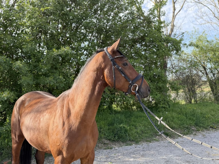 Niemiecki koń sportowy Klacz 5 lat 163 cm Gniada in Grevenbroich