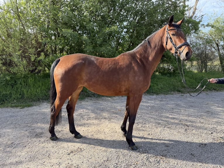 Niemiecki koń sportowy Klacz 5 lat 163 cm Gniada in Grevenbroich