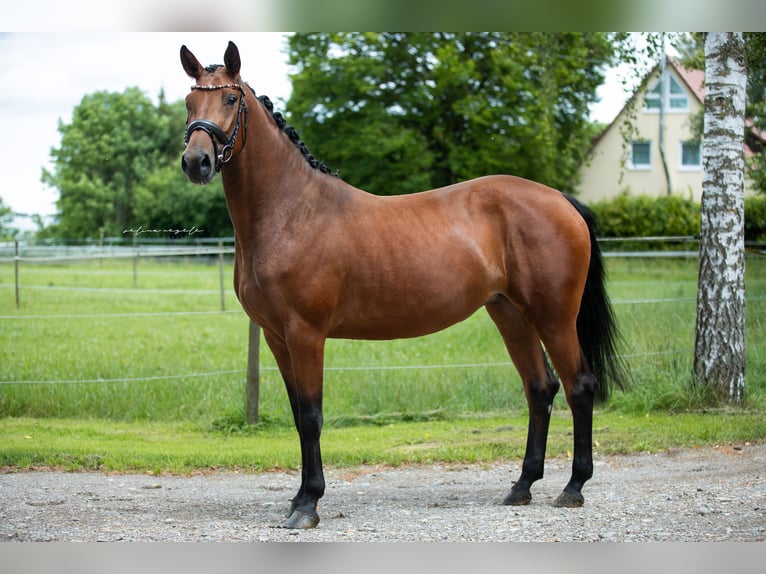Niemiecki koń sportowy Klacz 5 lat 163 cm Gniada in Illertissen