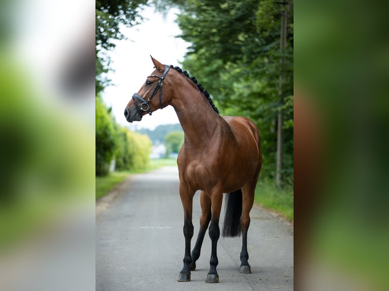 Niemiecki koń sportowy Klacz 5 lat 163 cm Gniada in Illertissen