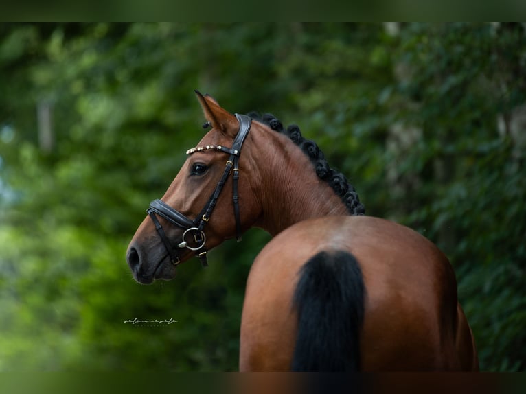 Niemiecki koń sportowy Klacz 5 lat 163 cm Gniada in Illertissen