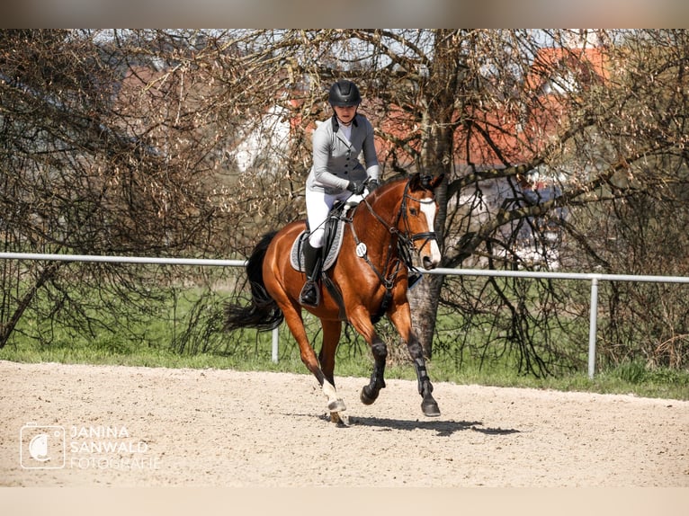 Niemiecki koń sportowy Klacz 5 lat 163 cm Gniada in Ravensburg