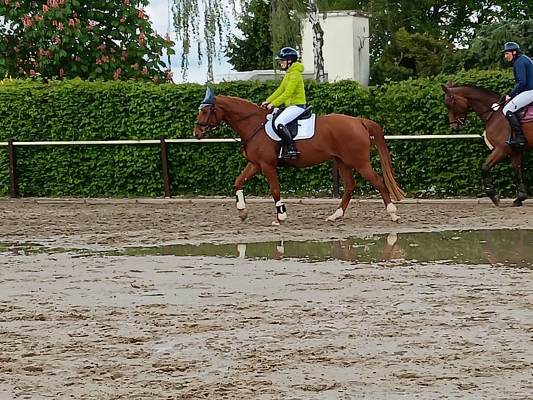 Niemiecki koń sportowy Klacz 5 lat 163 cm Kasztanowata in Kitzscher