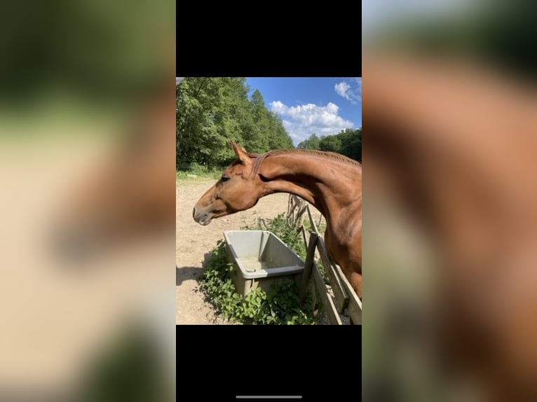 Niemiecki koń sportowy Klacz 5 lat 163 cm Kasztanowata in Mengerschied