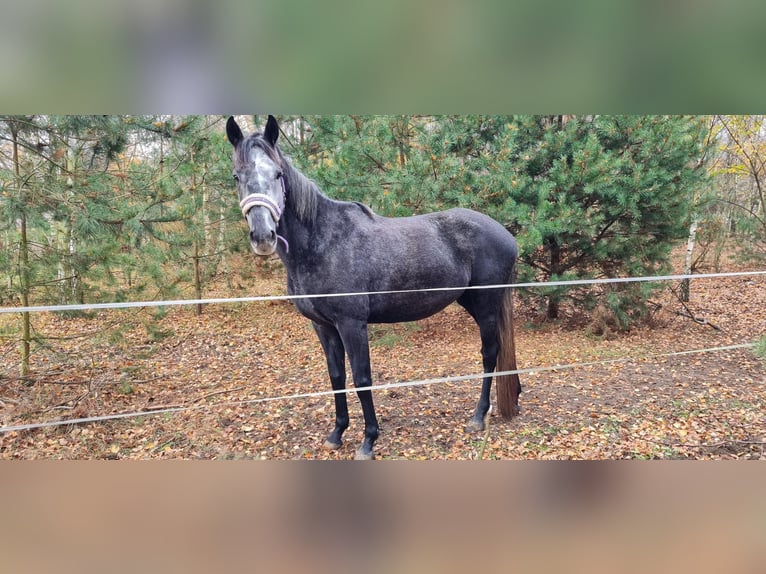 Niemiecki koń sportowy Klacz 5 lat 163 cm Siwa in Aleksandrów Łódzki