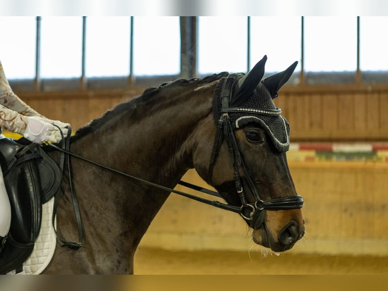 Niemiecki koń sportowy Klacz 5 lat 164 cm Ciemnogniada in Rottach-Egern