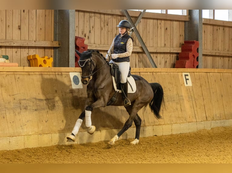 Niemiecki koń sportowy Klacz 5 lat 164 cm Ciemnogniada in Rottach-Egern