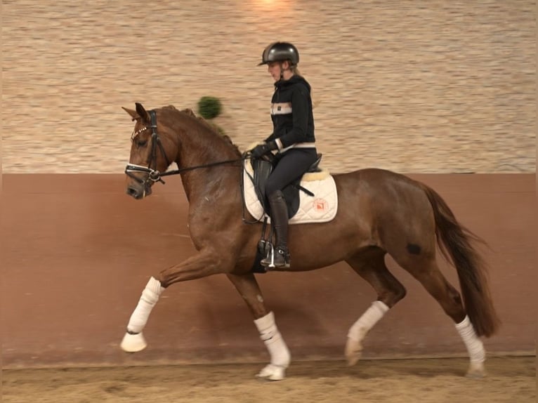 Niemiecki koń sportowy Klacz 5 lat 164 cm Ciemnokasztanowata in Wehringen