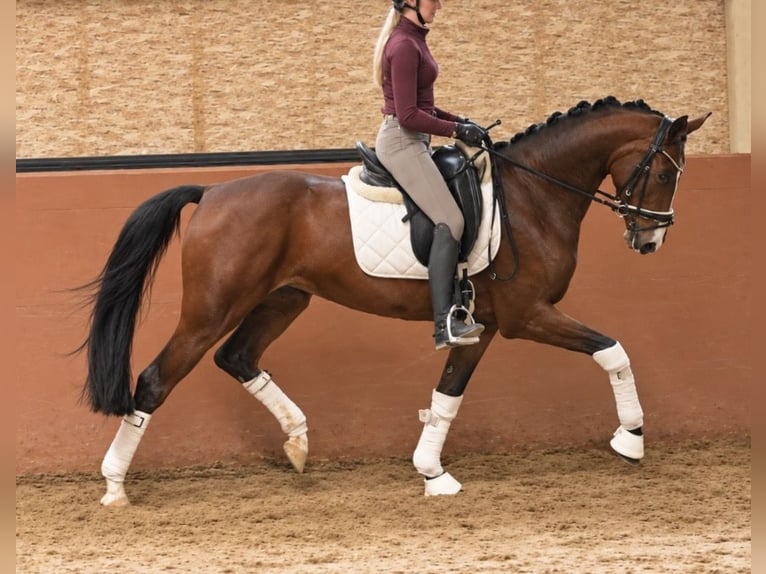 Niemiecki koń sportowy Klacz 5 lat 164 cm Gniada in Wehringen