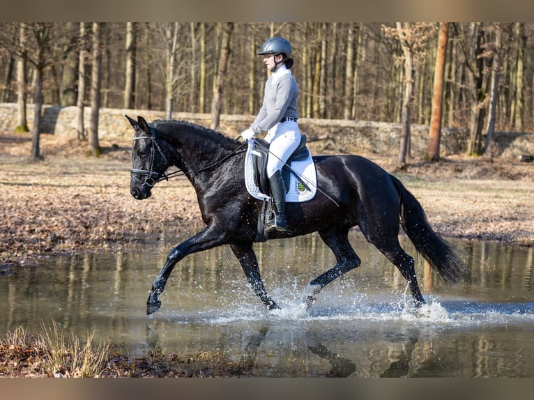 Niemiecki koń sportowy Klacz 5 lat 164 cm Kara in Moritzburg