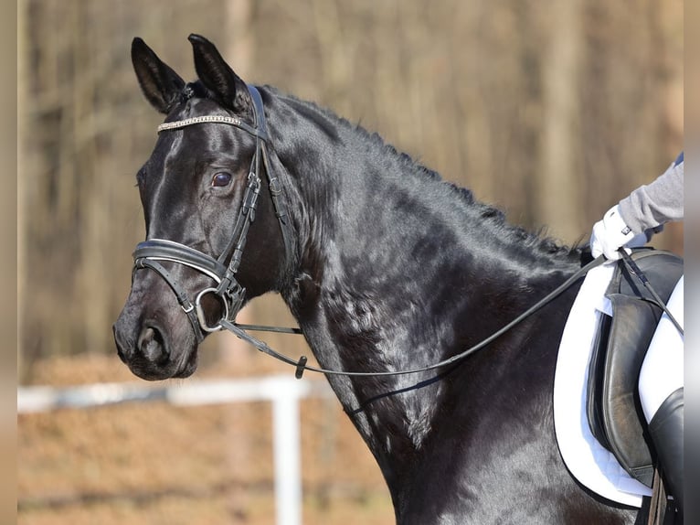 Niemiecki koń sportowy Klacz 5 lat 164 cm Kara in Moritzburg