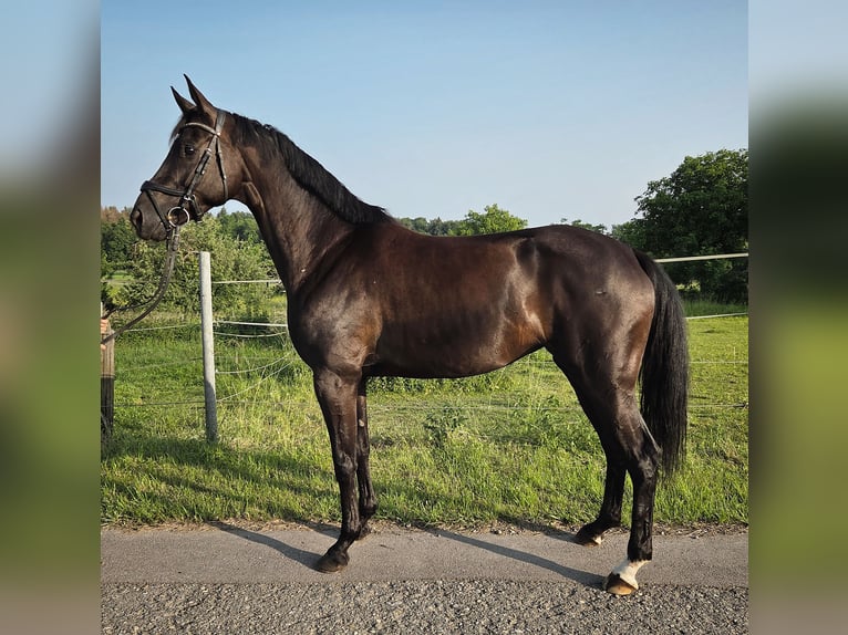 Niemiecki koń sportowy Klacz 5 lat 164 cm Kara in Bad Schussenried