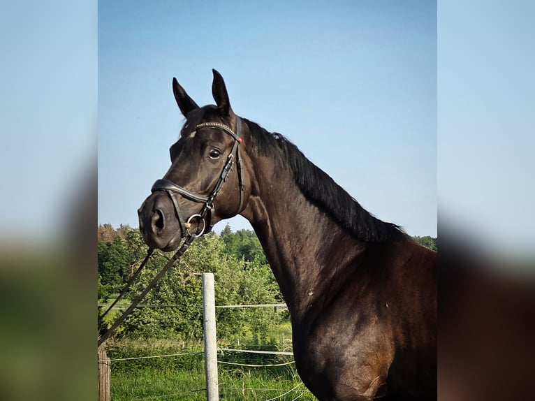 Niemiecki koń sportowy Klacz 5 lat 164 cm Kara in Bad Schussenried