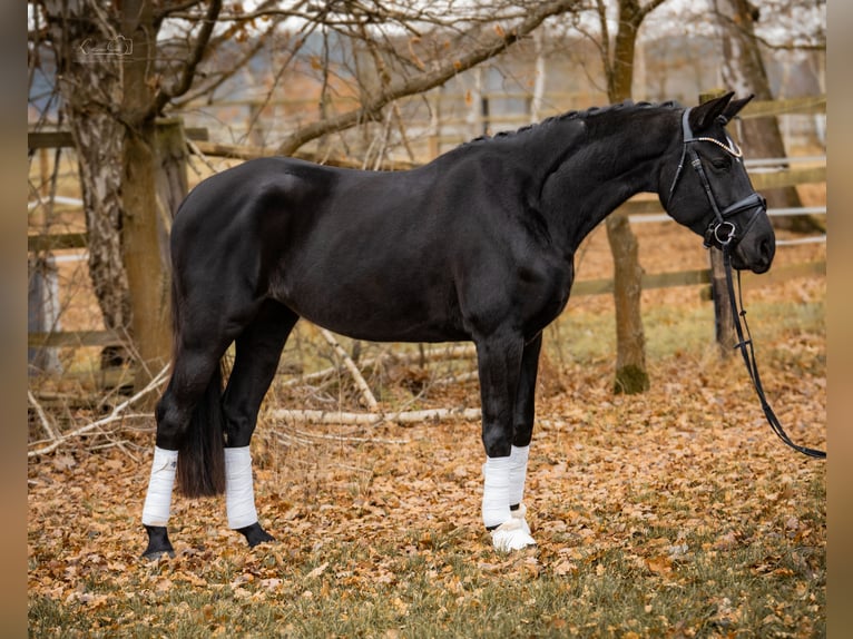 Niemiecki koń sportowy Klacz 5 lat 164 cm Kara in Bayreuth